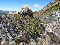 Veronica quadrifaria