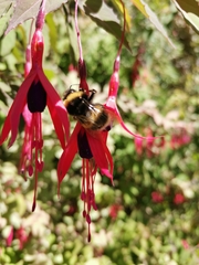 Bombus terrestris