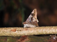 Euclystis guerini