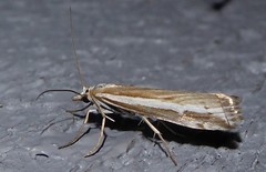 Orocrambus vittellus