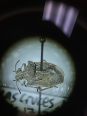 Prionosoma podopioides