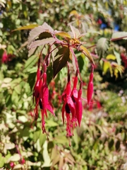 Fuchsia magellanica