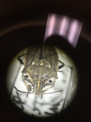 Prionosoma podopioides