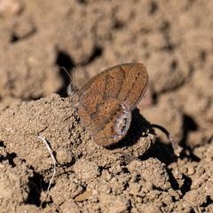 Cyllopsis gemma freemani
