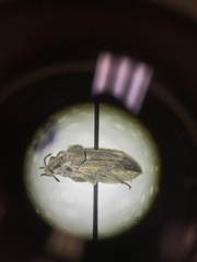 Prionosoma podopioides