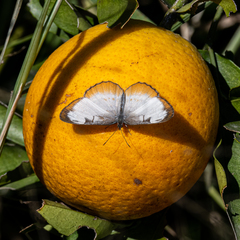 Mestra amymone