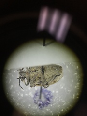 Prionosoma podopioides