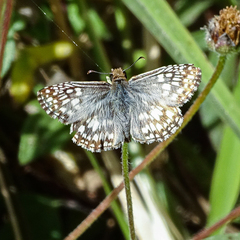 Burnsius oileus