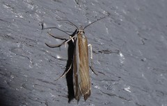 Orocrambus vittellus