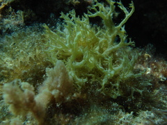 Rosenvingea endiviifolia