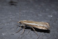 Orocrambus vittellus