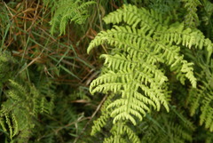 Dryopteris azorica
