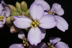 Cakile maritima maritima