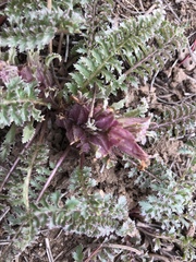 Pedicularis centranthera