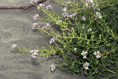 Cakile maritima maritima
