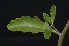 Cakile maritima maritima