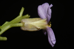 Cakile maritima maritima