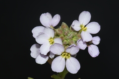 Cakile maritima maritima