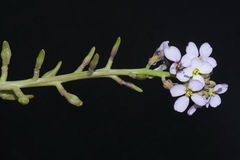 Cakile maritima maritima