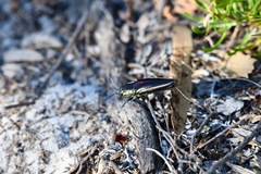 Iridotaenia albivittis