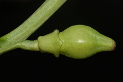 Cakile maritima maritima