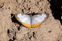 Mestra amymone