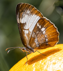 Mestra amymone