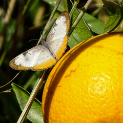 Mestra amymone