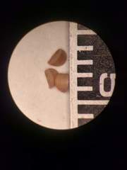 Phyllanthus leucanthus