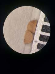 Phyllanthus leucanthus