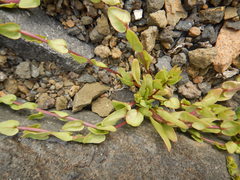 Aphanisma blitoides