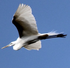 Ardea alba