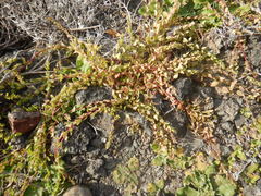 Aphanisma blitoides