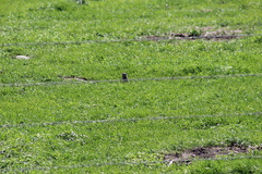 Urocitellus richardsonii