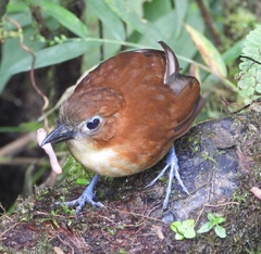 Grallaria flavotincta