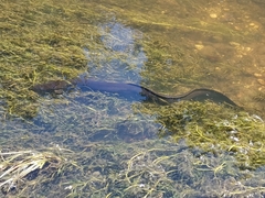 Anguilla dieffenbachii