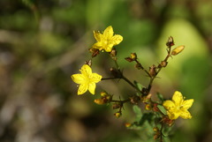 Hypericum undulatum