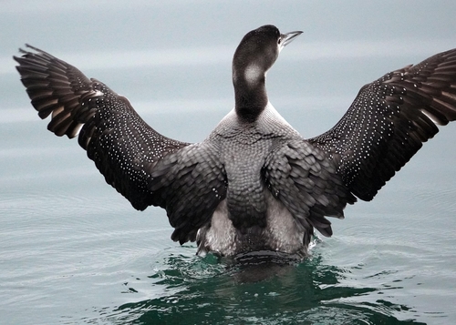 Plongeon imbrin
