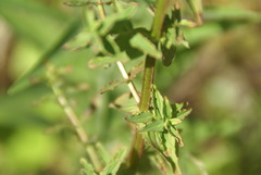 Hypericum undulatum