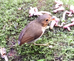 Grallaricula flavirostris