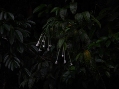 Posoqueria longiflora