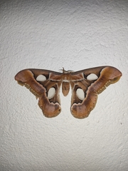 Rothschildia arethusa