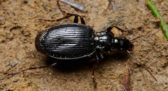 Platynus ovipennis