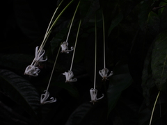 Posoqueria longiflora