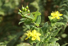 Hypericum foliosum