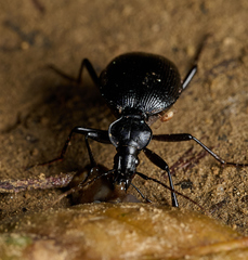 Scaphinotus interruptus