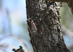 Macrotristria maculicollis