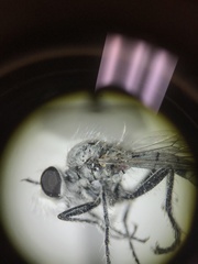 Wilcoxia