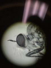 Wilcoxia