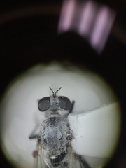 Wilcoxia